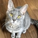 シルバーグレーのけむりちゃん