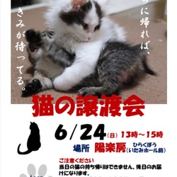 猫の譲渡会