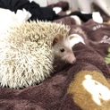 ハリネズミ里親募集