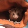 ハリネズミ里親募集 サムネイル2
