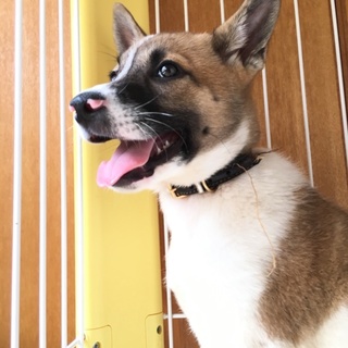 もり3兄妹のガキ大将【もり太くん】