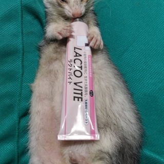フェレットの里親募集致します。