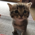 【家族決まりました！】キジトラちゃんです