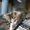 里親募集中 キジ 男の子  サムネイル2