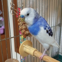 ペレットへの移行は困難