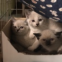可愛いシャム系の姉妹
