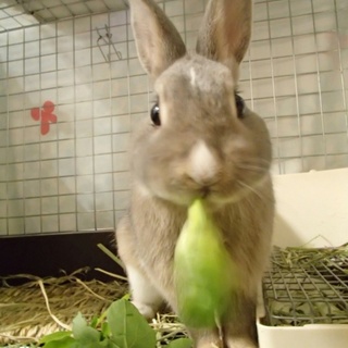 保護うさぎ  ぐり君