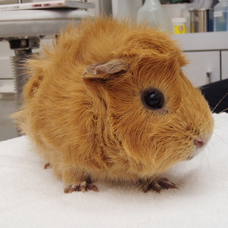 保護モルモット パトくん