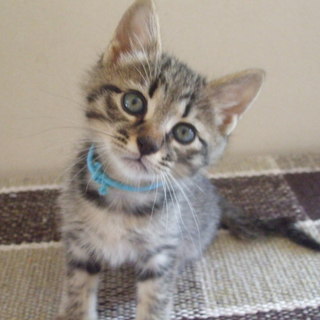 しっぽ君 おちゃめな可愛い2ヶ月の男の子