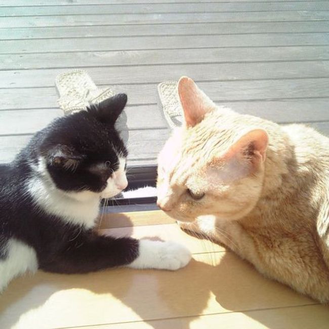 neko neko House 2のカバー写真