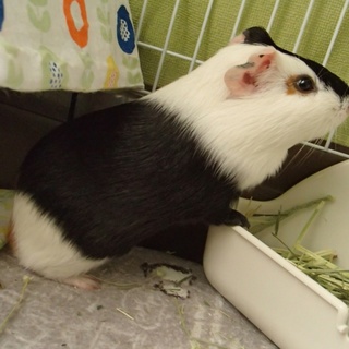 保護モルモット   ルパくん