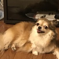 ふわっふわチワワちゃん