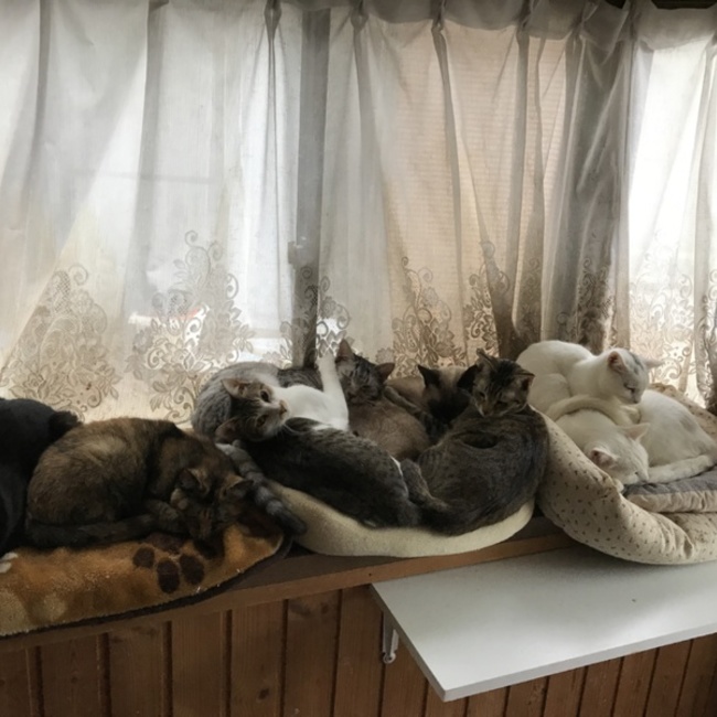 保護ねこハウス ニャンちゅうさん家のカバー写真