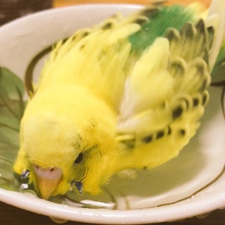 セキセイインコ 2羽