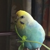 775310