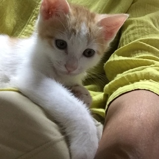 白茶のおっとりした子です。