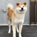 急募！ １歳の秋田犬の男の子です。