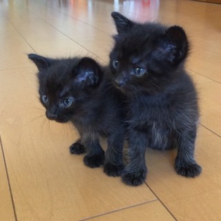 生後1ヶ月の男の子と女の子