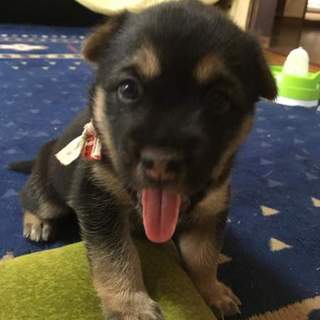 子犬ちゃんの家族を探しています