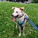 猫とも仲よくできる野犬のビビリな男の子