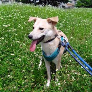 猫とも仲よくできる野犬のビビリな男の子