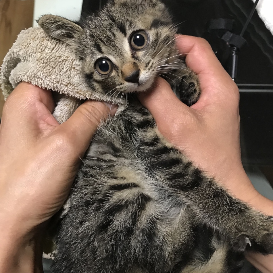 じゅげむのカバー写真