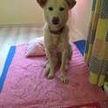 【至急】元野犬の女の子居場所がありません