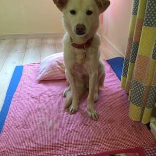 【至急】元野犬の女の子居場所がありません