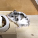パイドジャンガリアンハムスター