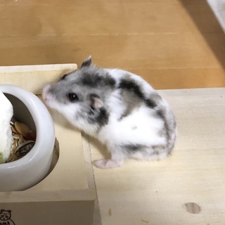 パイドジャンガリアンハムスター