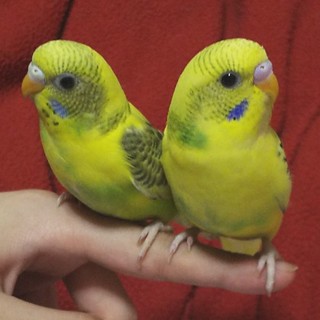 セキセイインコ幼鳥 里親様募集