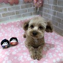 再度募集させていただきます。