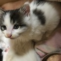 もふもふ毛の白黒の雷神ちゃん