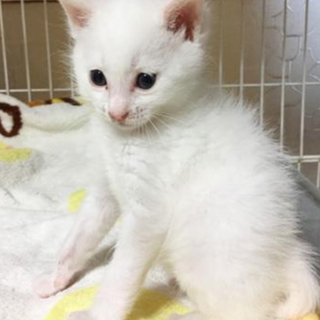 困り顔古川さん！真っ白甘えん坊です。