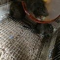デグーメス3匹2歳の子の募集です！