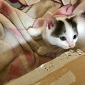 白黒の子猫ちゃん、ウーリー君