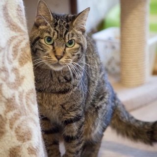 おとぼけな♡トマくん