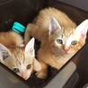 元気で健康！茶トラ男子♪ サムネイル6