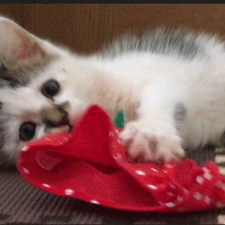 人懐っこい　ゆるふわ男の子