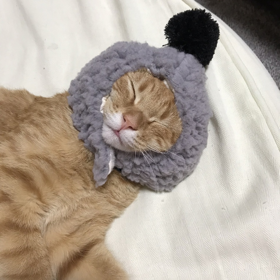 むーたんのカバー写真