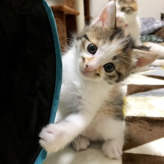 やんちゃな三毛猫あんよちゃん」千葉県 - 猫の里親募集(212599 
