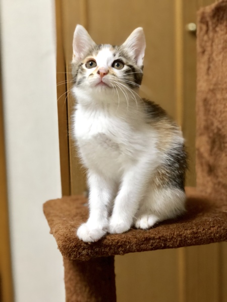 やんちゃな三毛猫あんよちゃん」千葉県 - 猫の里親募集(212599