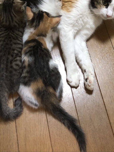 やんちゃな三毛猫あんよちゃん」千葉県 - 猫の里親募集(212599 