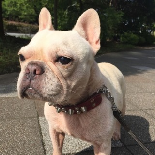 ６歳のフレブルです。応募多数のため締め切ります。