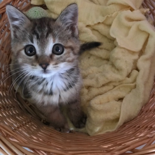 ぷりんちゃん(仮)の家族募集です。