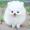犬が大好き❤