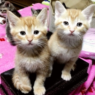 元気で健康！茶トラ男子♪