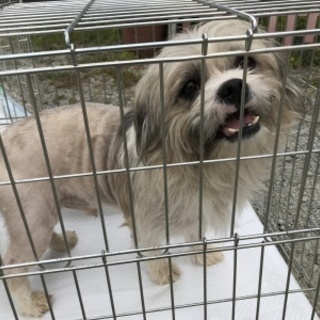 「ネクター」臆病ですが甘ったれ