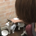 食いしん坊の白三毛  小夏さん