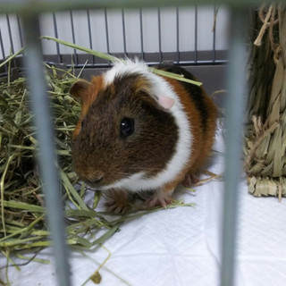 保護モル のぶくん